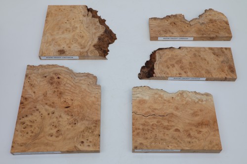 Jesion czeczot Burl Ash drewno na biżuterię wood for jewelry