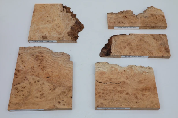 Jesion czeczot Burl Ash drewno na biżuterię wood for jewelry