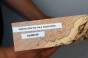 Jesion Spalted Fala Flame Ash