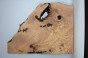 Jesion Spalted Fala Flame Ash