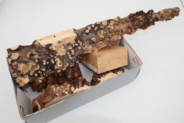Jesion czeczot Burl Ash drewno na biżuterię wood for jewelry