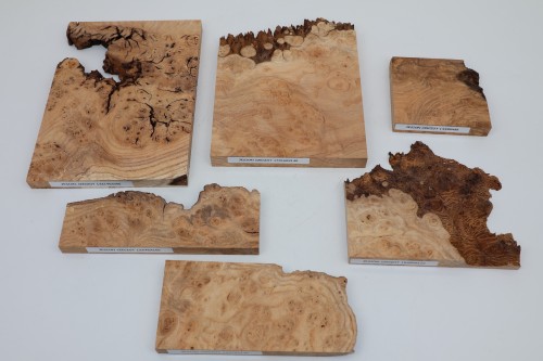 Jesion czeczot Burl Ash drewno na biżuterię wood for jewelry
