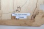 Klon Spalted Maple drewniany top na gitarę guitar top