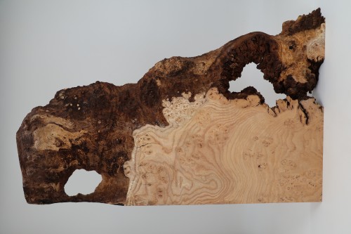 Jesion czeczot Burl Ash