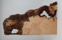 Jesion czeczot Burl Ash