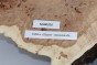 Topola czeczot Burl Poplar
