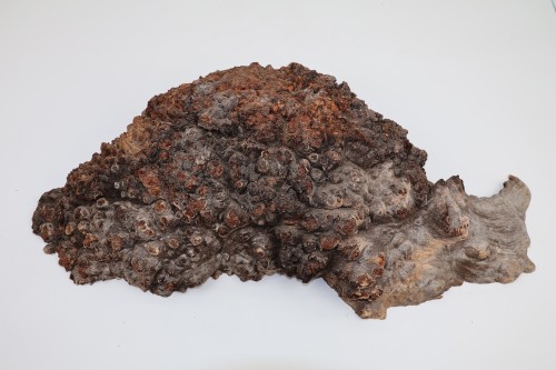 Topola czeczot Burl Poplar