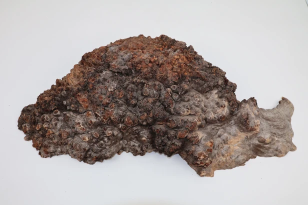Topola czeczot Burl Poplar