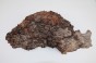 Topola czeczot Burl Poplar