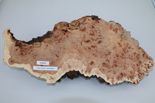 Topola czeczot Burl Poplar