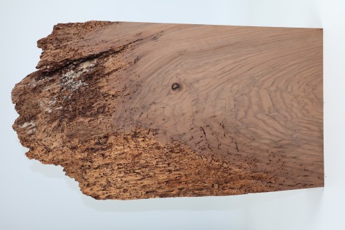 Orzech Kaukaski Caucasian Walnut