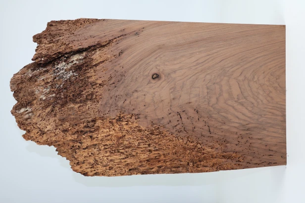 Orzech Kaukaski Caucasian Walnut