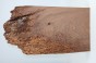 Orzech Kaukaski Caucasian Walnut