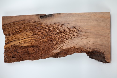 Orzech Kaukaski Fala Flame Caucasian Walnut