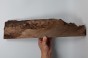 Orzech Kaukaski Caucasian Walnut