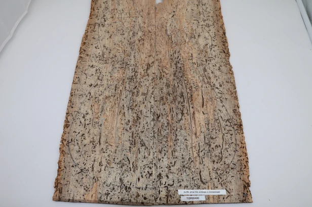 Klon Kornik Spalted Maple drewniany top na gitarę guitar top