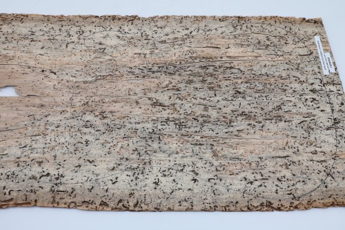 Klon Kornik Spalted Maple drewniany top na gitarę guitar top