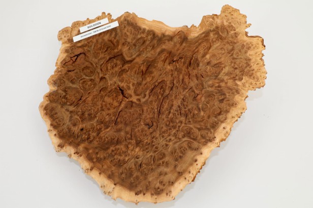 Drewno australijskie czeczot Goldfield Burl