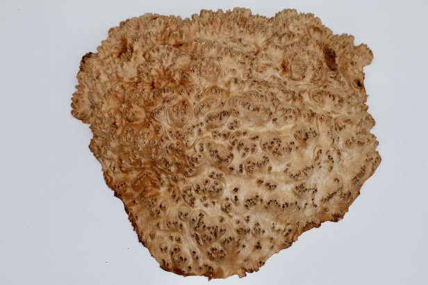 Drewno australijskie czeczot Goldfield Burl