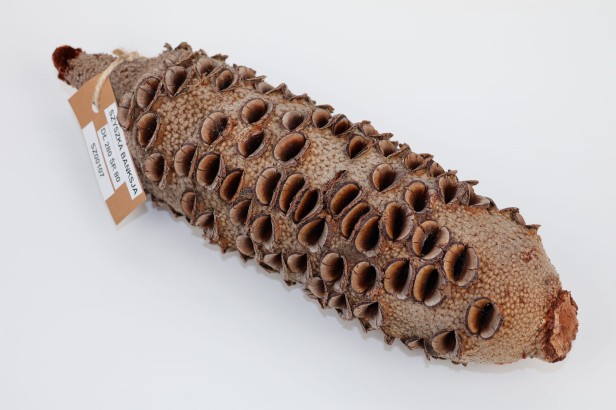 Szyszka Banksia Grandis
