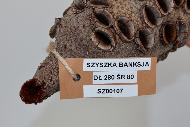 Szyszka Banksia Grandis