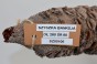 Szyszka Banksia Grandis