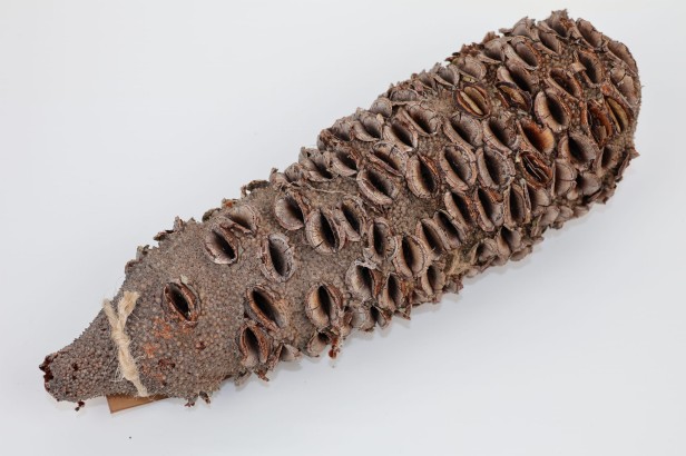 Szyszka Banksia Grandis