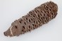 Szyszka Banksia Grandis
