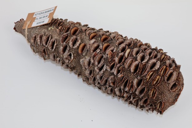 Szyszka Banksia Grandis