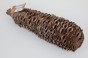 Szyszka Banksia Grandis