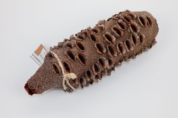 Szyszka Banksia Grandis