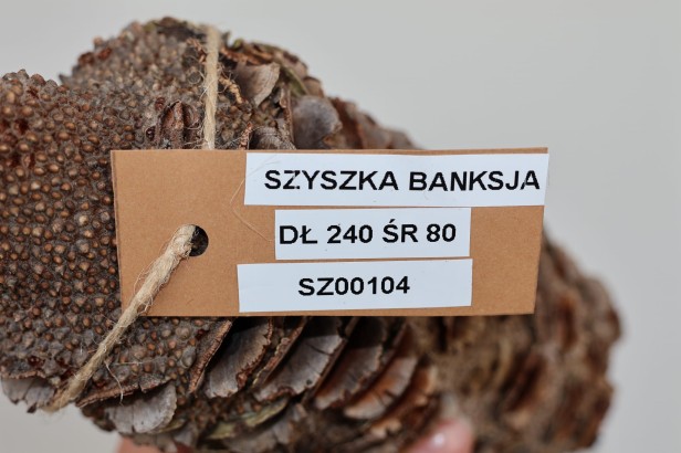 Szyszka Banksia Grandis