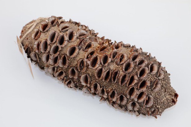 Szyszka Banksia Grandis