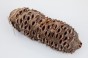 Szyszka Banksia Grandis