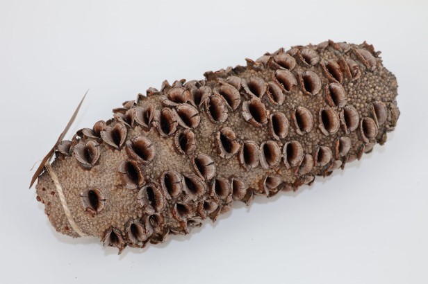 Szyszka Banksia Grandis