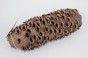 Szyszka Banksia Grandis