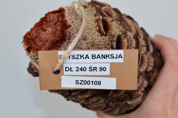 Szyszka Banksia Grandis