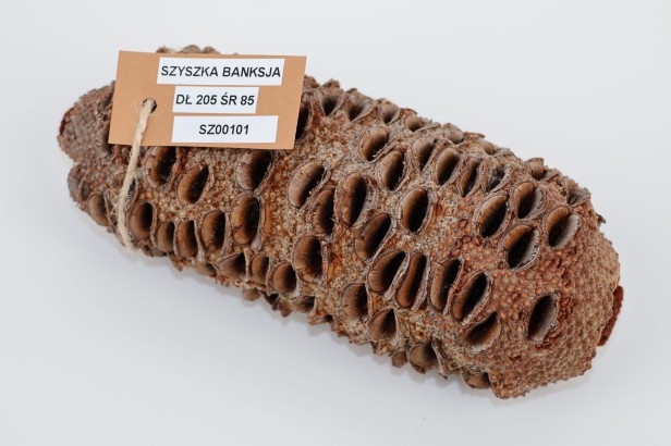 Szyszka Banksia Grandis