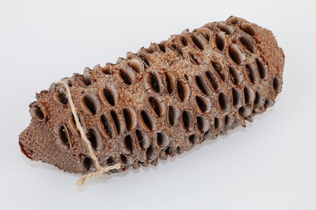 Szyszka Banksia Grandis