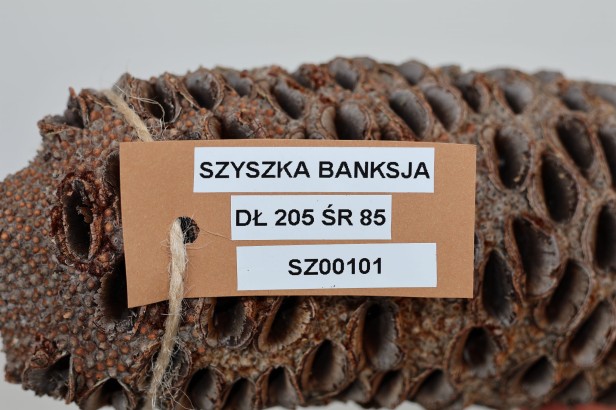 Szyszka Banksia Grandis