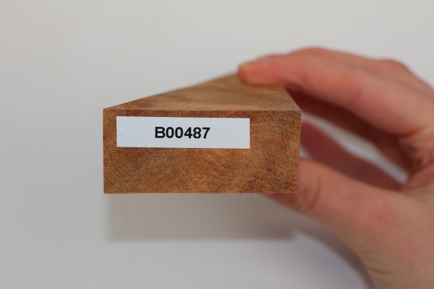 Kamfora czeczot camphor burl drewno na biżuterię wood for jewelry