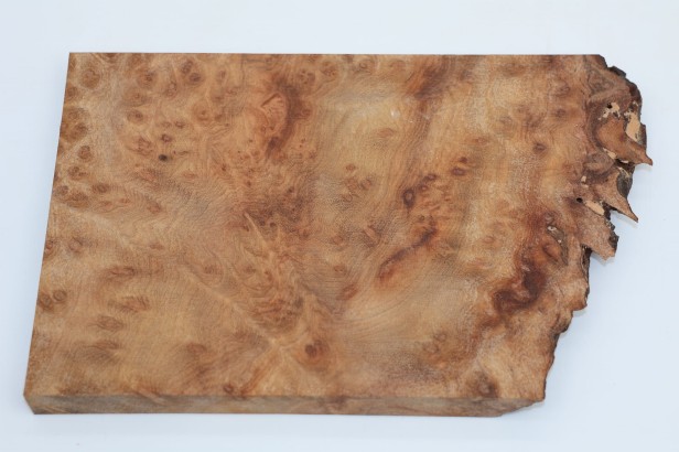 Kamfora czeczot camphor burl drewno na biżuterię wood for jewelry