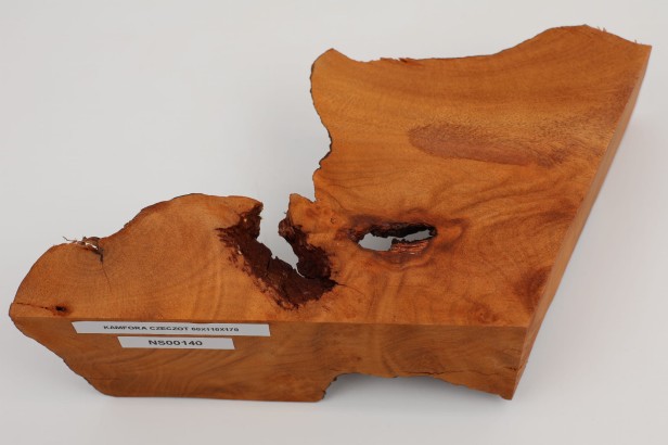 Kamfora czeczot camphor burl