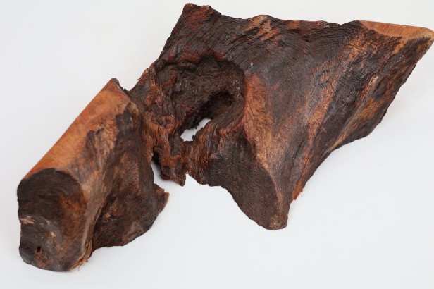 Kamfora czeczot camphor burl