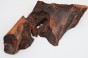Kamfora czeczot camphor burl
