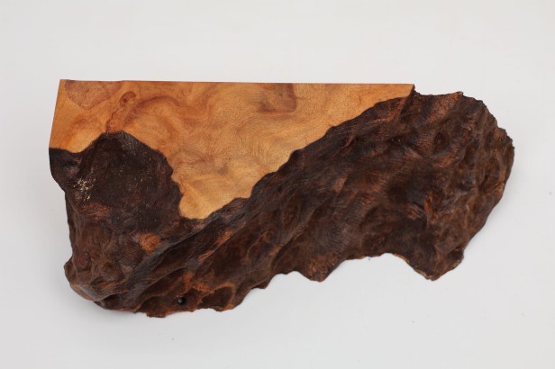 Kamfora czeczot camphor burl