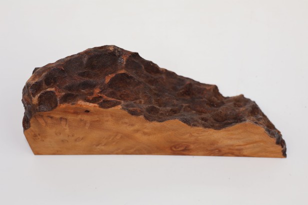 Kamfora czeczot camphor burl