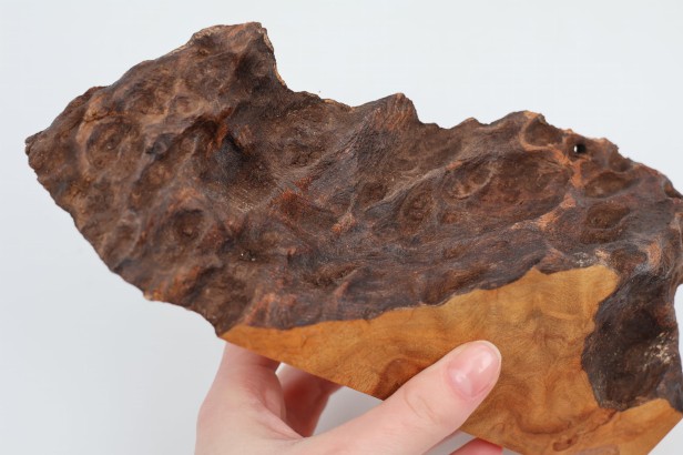 Kamfora czeczot camphor burl
