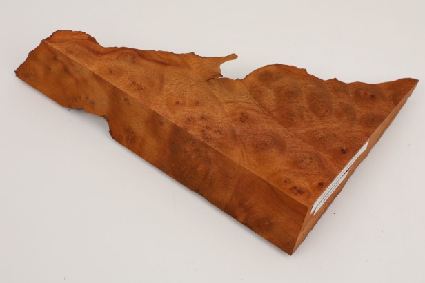 Kamfora czeczot camphor burl