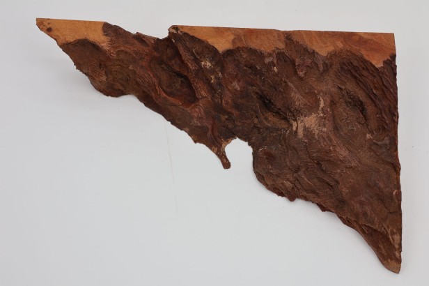 Kamfora czeczot camphor burl